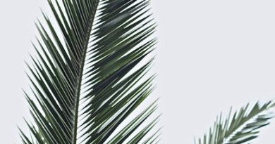 Palmekål – Smag af sommer på tallerkenen