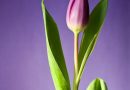Skab et blomstrende paradis med tulipantræer